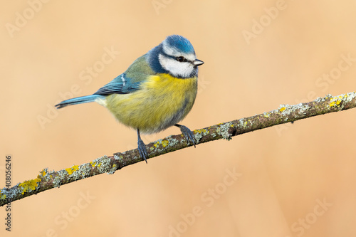 Blue tit, (Cyanistes caeruleus), single bird on branch on an unfocused ocher background, Spain