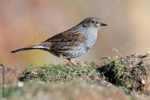 DUNNOCK (Prunella modularis) feeding in the meadow on an ocher and unfocused background © J.C.Salvadores