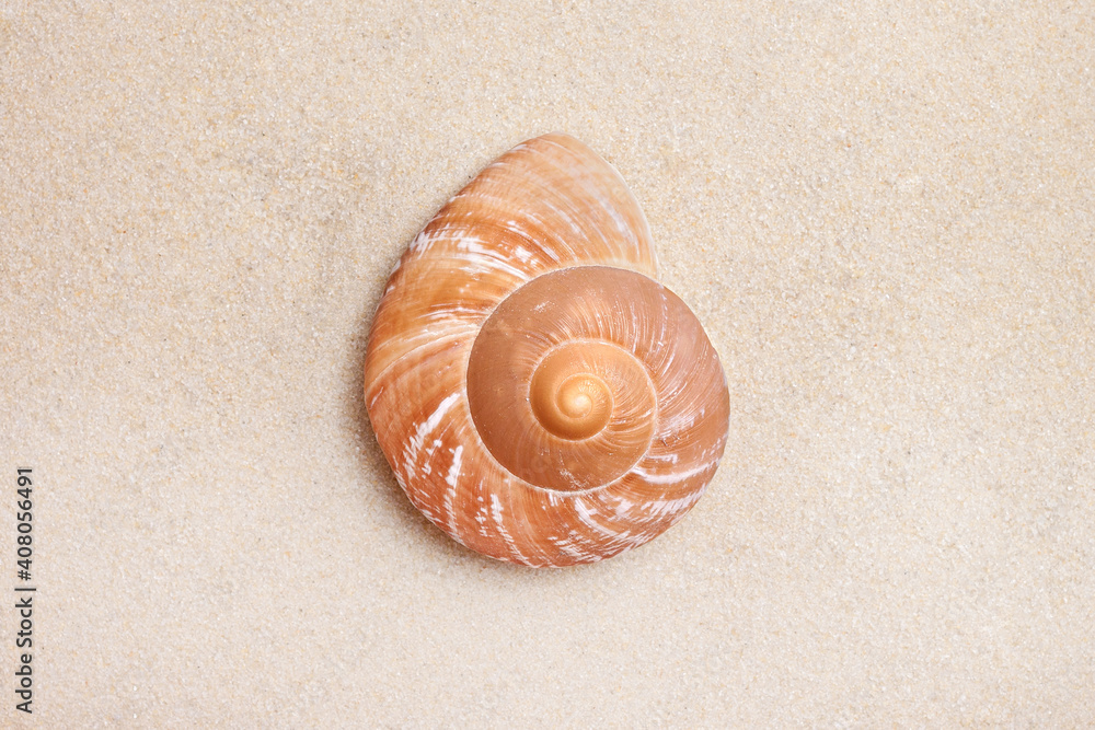 Spiral conch seashell on sand above view macro Spiral conch seashell on sand above view macro