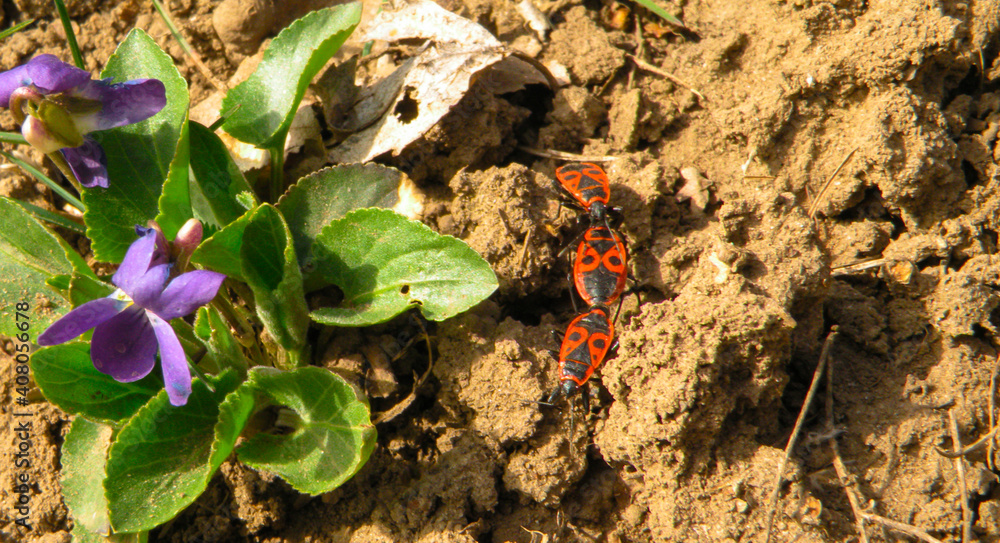 A firebug couple on a dry brown ground with flower. Pyrrhocoris apterus . Soldier bugs A firebug couple on a dry brown ground with flower. Pyrrhocoris apterus . Soldier bugs
