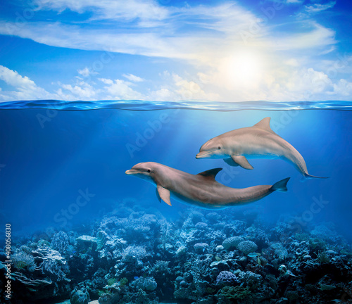 Dolphins in the blue sea