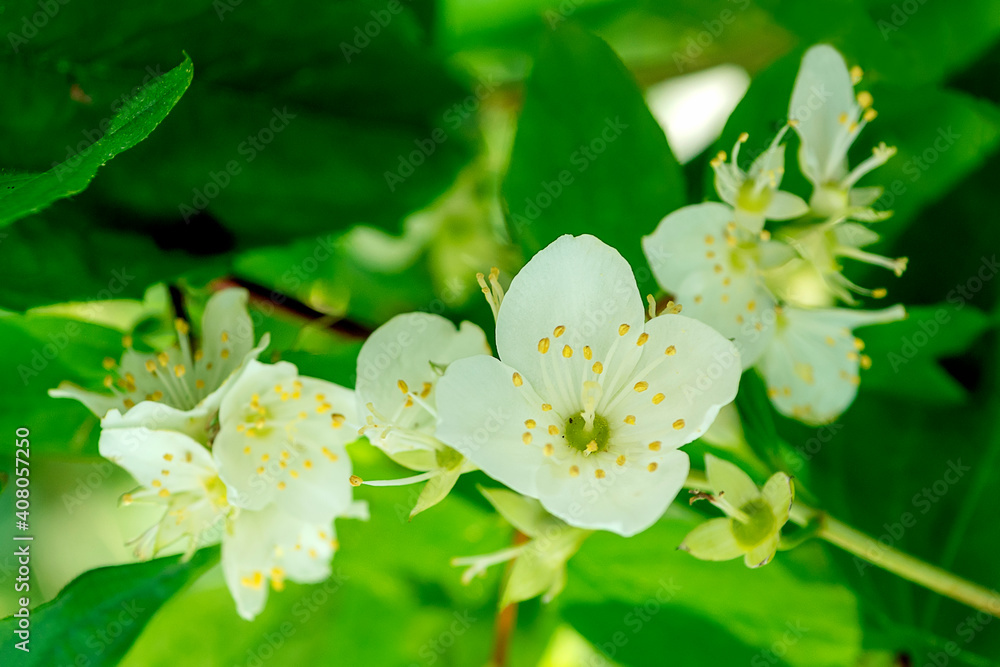 white jasmine flowers on a green background white jasmine flowers on a green background
