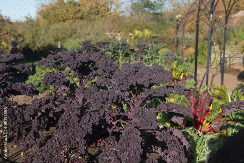 Autumn Crop of Home Grown Organic Purple Leaved Redbor Kale (Brassica oleracea 'Acephala Group') Growing on an Allotment in a Vegetable Garden