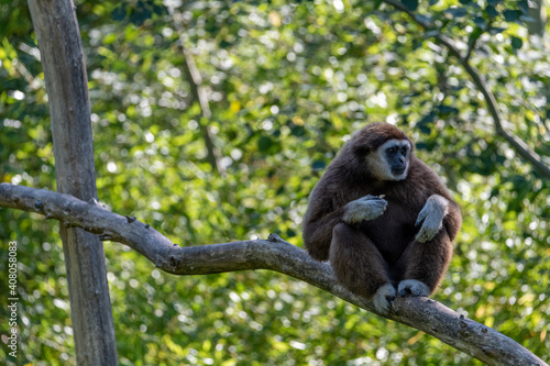 Gibbon sitting on a branch whilst eating