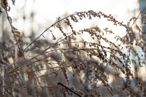 Twigs of small hairy plants in front of the sun