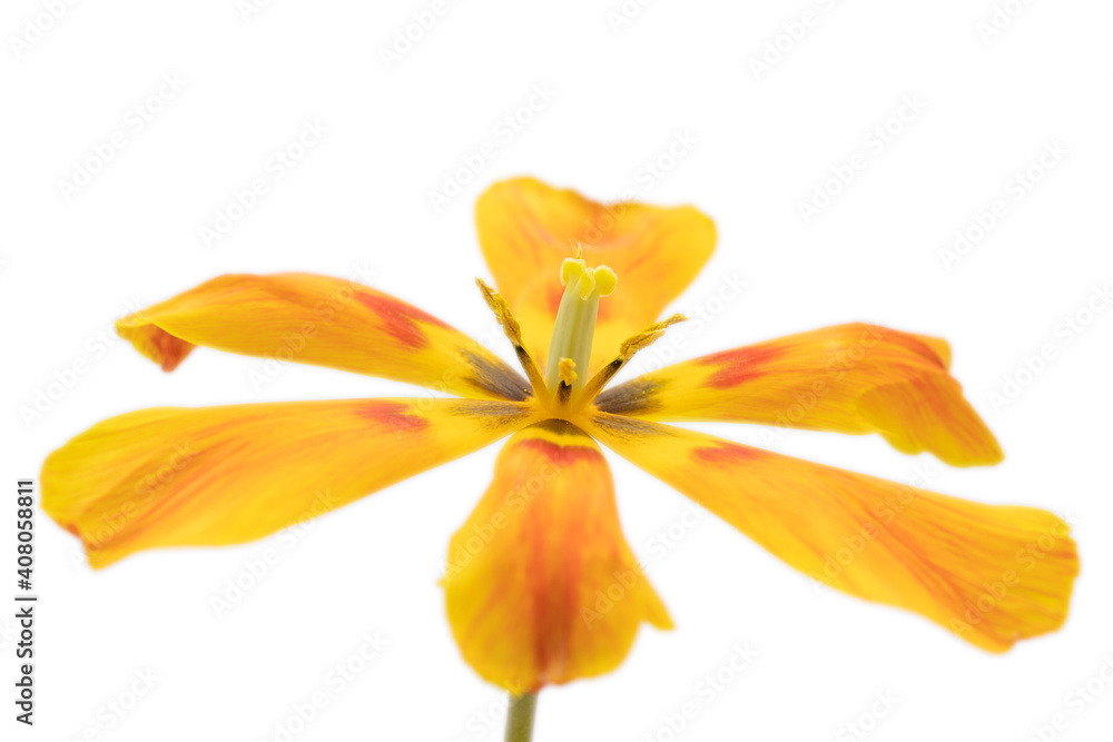 close up of a tulip blossom (tulipa) isolated on white close up of a tulip blossom (tulipa) isolated on white