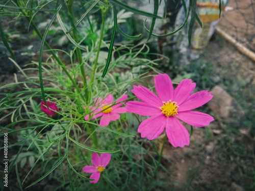 Red cosmos flower with green background of leafs looking beautiful 