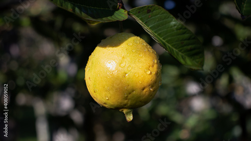 Fruta de guayaba madura en el arbol