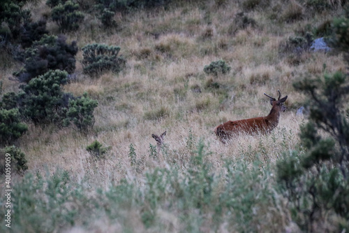 New Zealand mountains, wild deer and whales of the South Island coast of Kaikoura in summer of February 2020