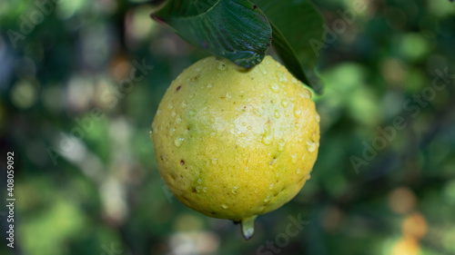 Fruta de guayaba madura en el arbol