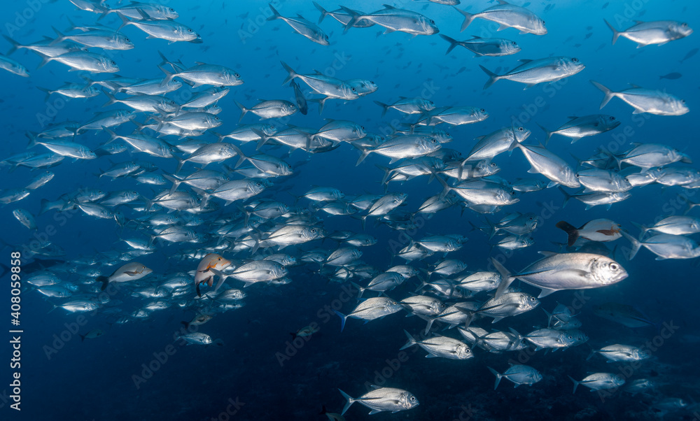 Fototapeta premium UnderWater