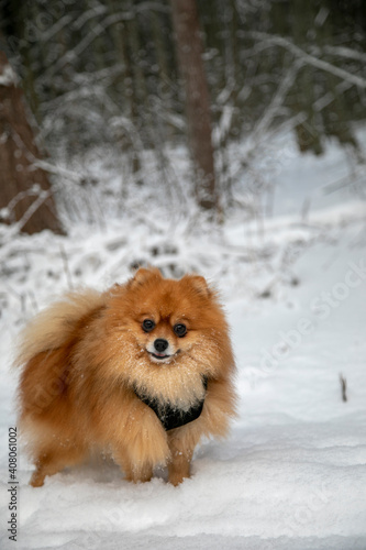 Red pygmy Pomeranian Spitz on the background of winter forest © Alexander