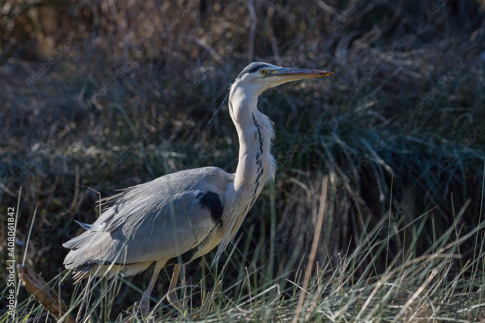 Portrait of the grey heron in a protected area of the Camargue, France Portrait of the grey heron in a protected area of the Camargue, France