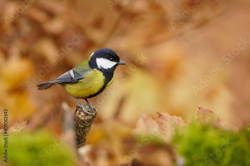 beautiful great tit sitting on the branch. Wildlife scene with a song bird. Autumn in the nature. Parus major. 