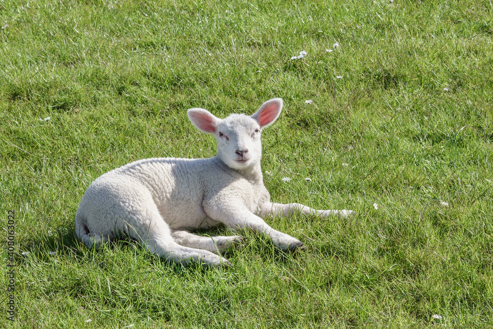 Kleines, niedliches Schaf auf der Wiese Kleines, niedliches Schaf auf der Wiese