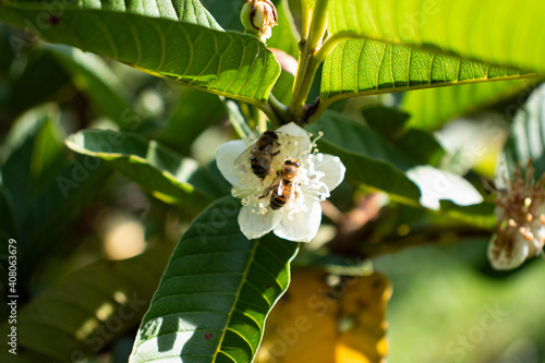 Abeja africana en la flor de guayaba recolectando el polen 
