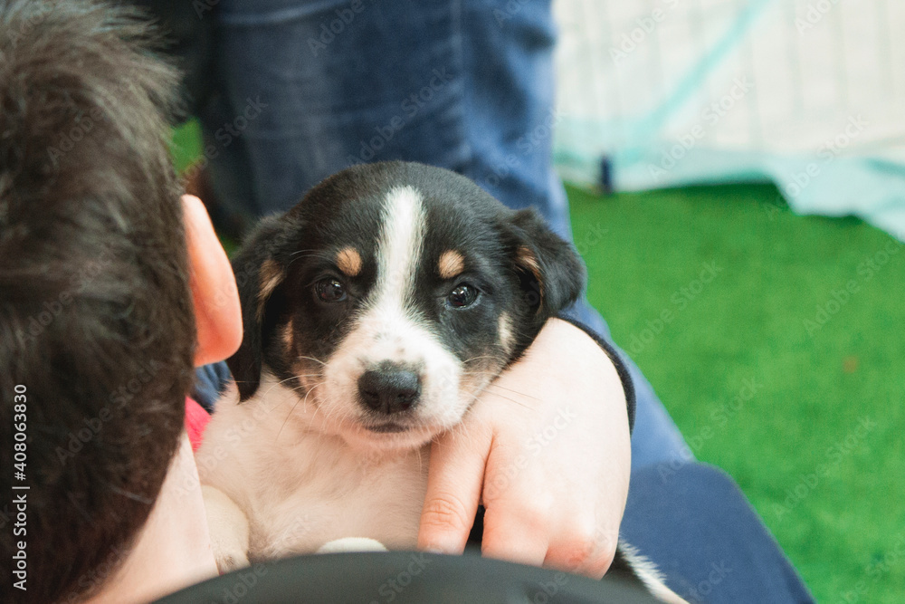 Stray puppy waiting for adoption Stray puppy waiting for adoption