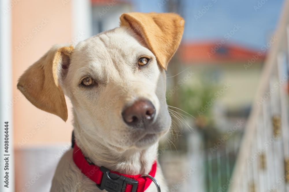 Cão com olhar interrogativo Cão com olhar interrogativo