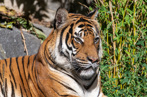 Tiger sitting and resting in the sun