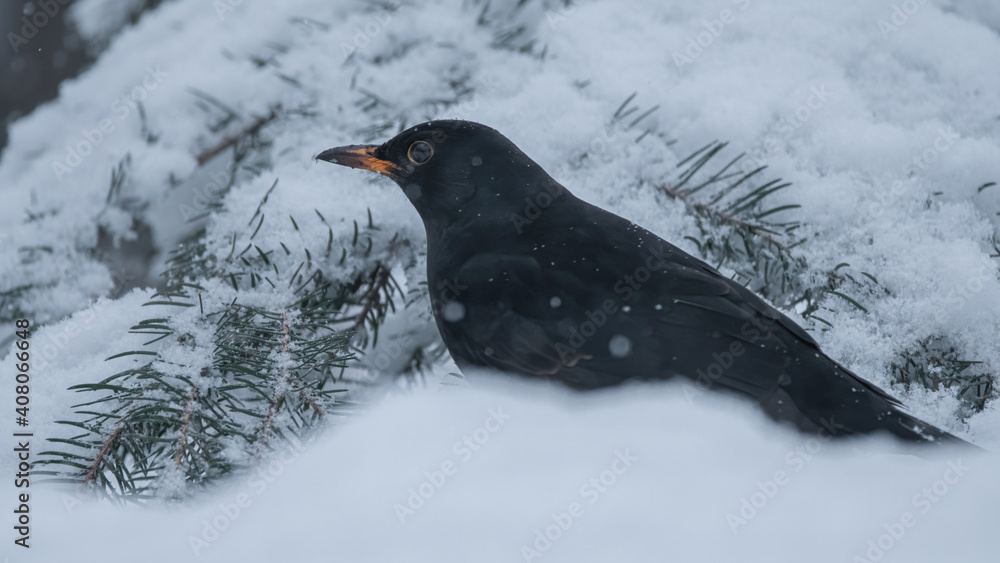 Amsel, bird, natur, amsel, wild lebende tiere, tier, schnabel, black, schnee, drossel Amsel, bird, natur, amsel, wild lebende tiere, tier, schnabel, black, schnee, drossel