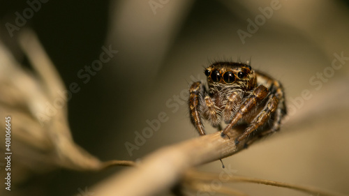 Jumping Spider © InfinityWave