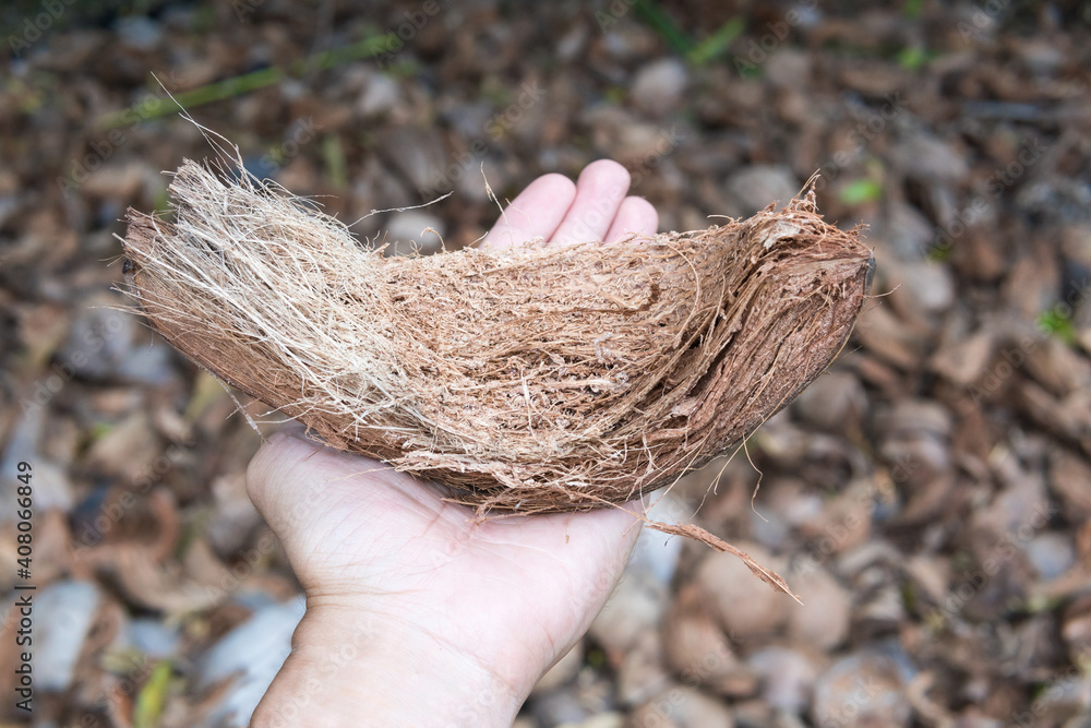 Man holding coconut shell after peeling