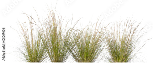 tufts of ornamental grass isolated on white background photo