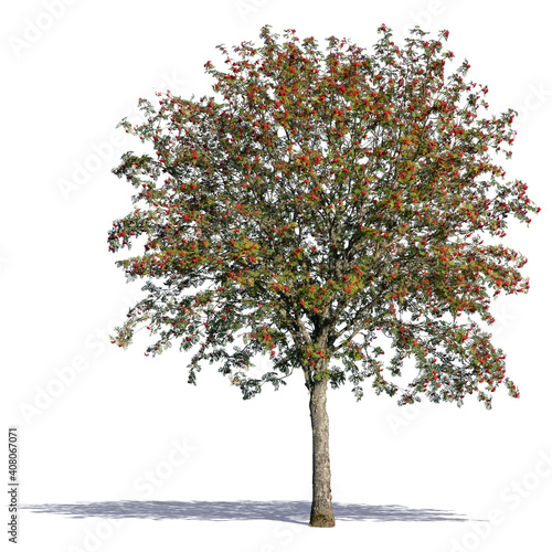 rowan tree isoalated on white background photo