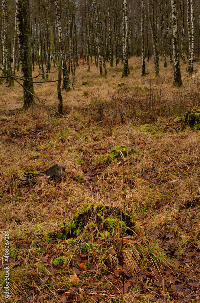 Fototapeta premium A winter picture of a beautiful forest glade. Picture from Scania county, Sweden