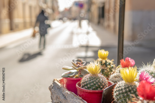 Close-up of flowering mini-cactus with an out-of-focus urban background © Nemesio