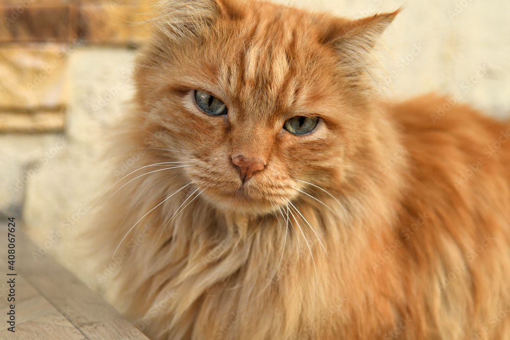 an apricot-colored cat on the stairway an apricot-colored cat on the stairway