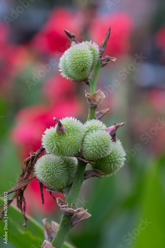 Green Spiky Ball Plant