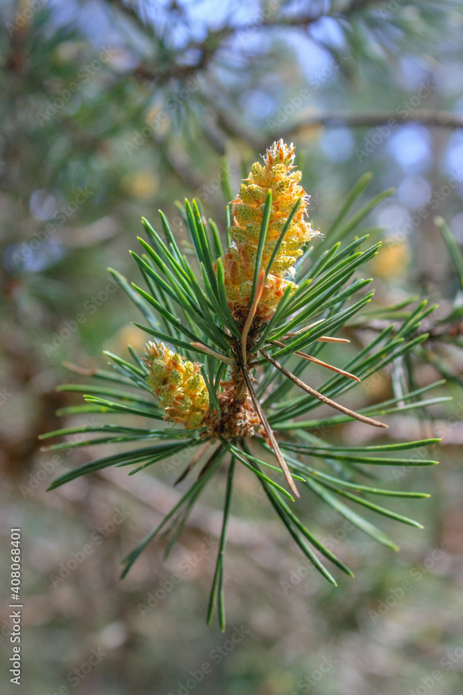 Pine blossom close-up Pine blossom close-up