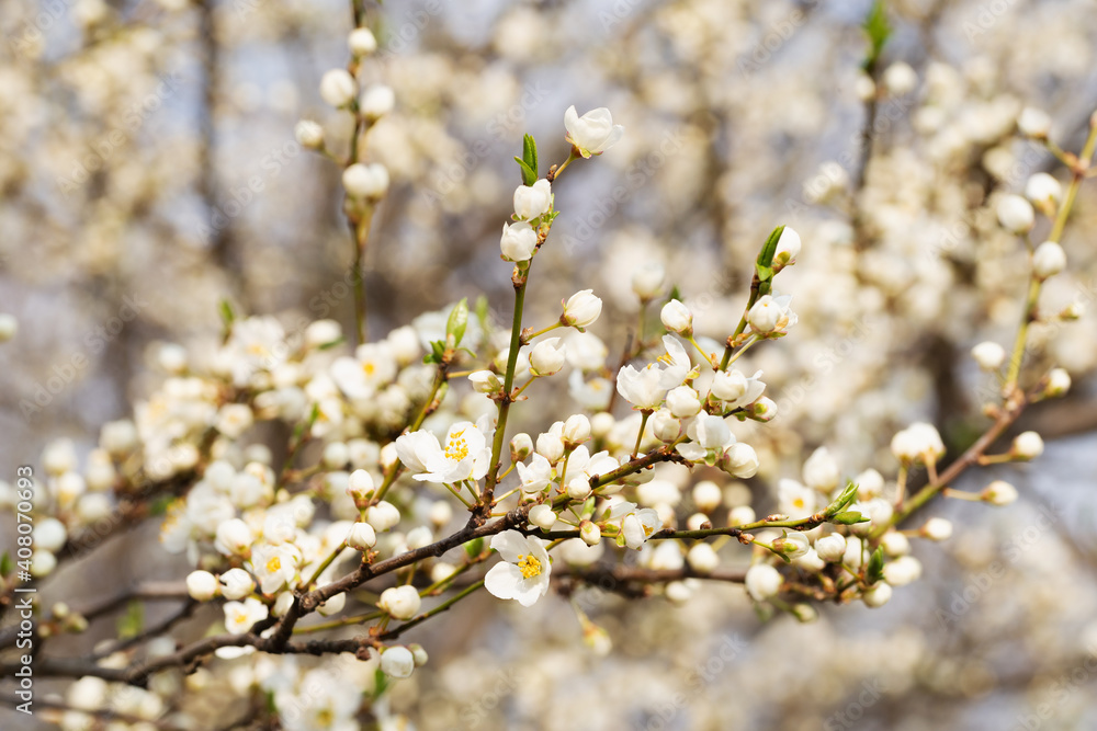 A twig with buds is ready for the spring cherry plum blossom A twig with buds is ready for the spring cherry plum blossom