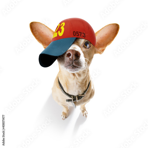cool baseball cap urban dog © Javier brosch