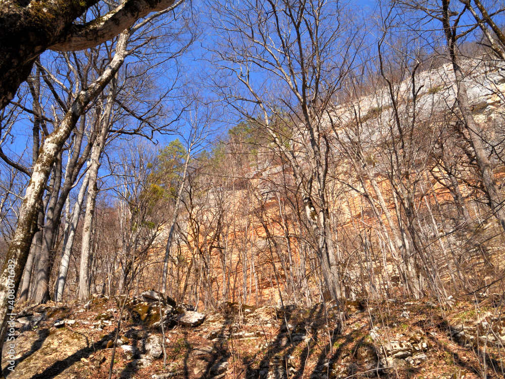 Obraz premium Forest and mountains in early spring