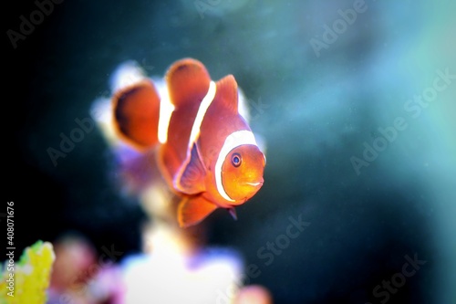 Premnas biaculeatus - Spine-cheeked anemone clownfish