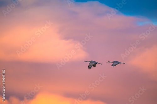 Sandhill cranes flying with dramatic sky over American Southwest