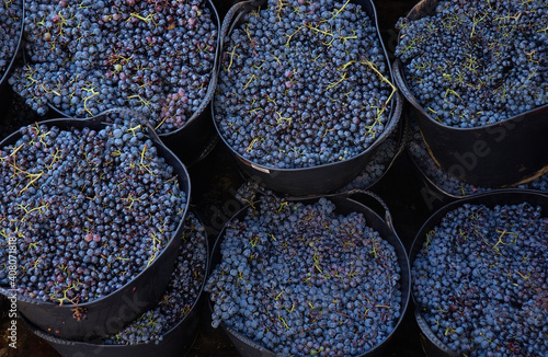 good harvest in Galicia, Spain
