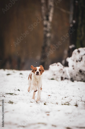 Fototapeta Naklejka Na Ścianę i Meble -  Breton dog. Hunting dog breed. Young purebred dog. Spotted dog in the snow.
