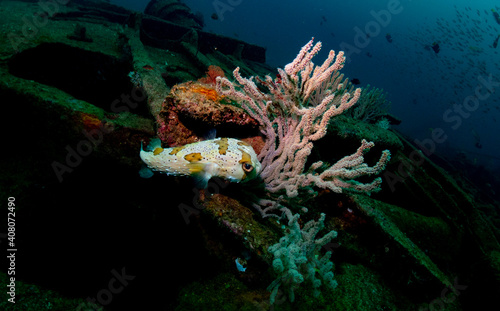 Underwater photography in Baja California Sur, Mexico