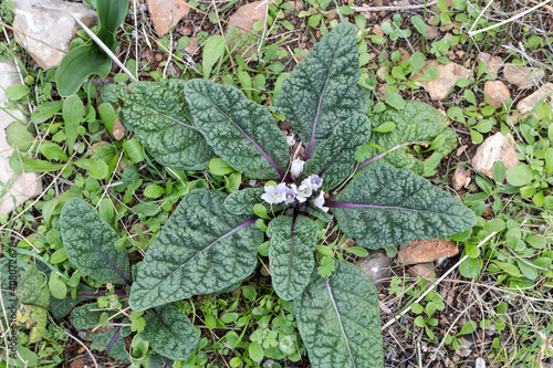 A rare plant of mandrake (scientific name Mandragora officinarum) grows in a natural habitat.