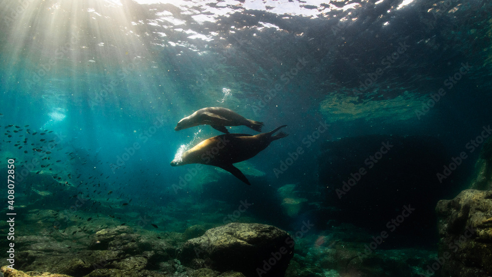 Underwater photography in Baja California Sur, Mexico Underwater photography in Baja California Sur, Mexico