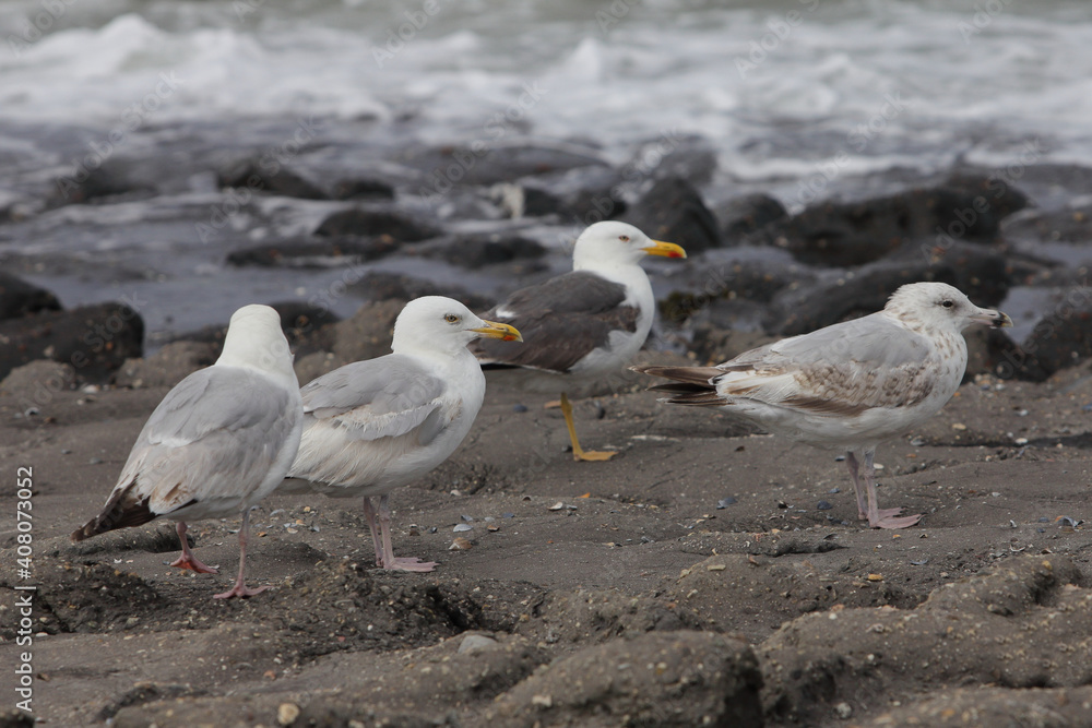 Obraz premium The European herring gull (Larus argentatus) is a large gull. One of the best known of all gulls along the shores of western Europe, it was once abundant. 