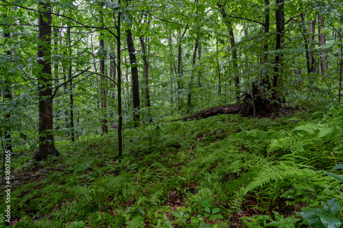 Ferns in the Forest