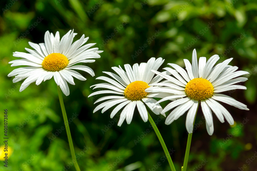 three white daisies on a green background close-up three white daisies on a green background close-up
