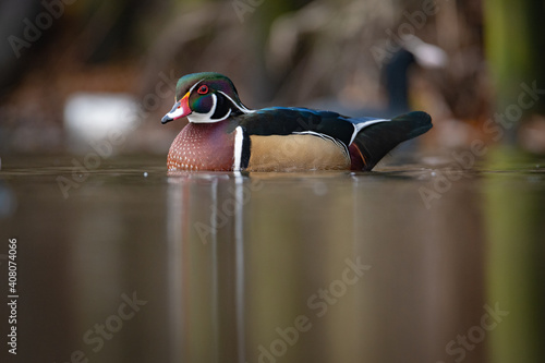 Wood duck photo