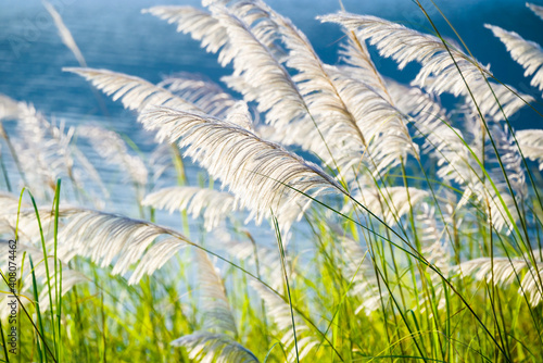 Reed Blooming at the River