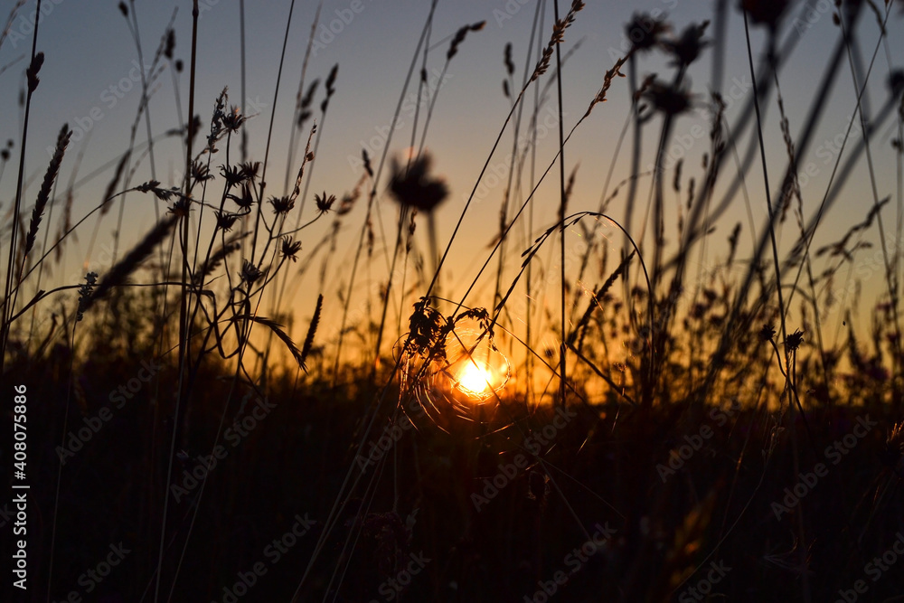 Beautiful shot of swaying unfocused plant silhouettes on a bright sunset sky background Beautiful shot of swaying unfocused plant silhouettes on a bright sunset sky background
