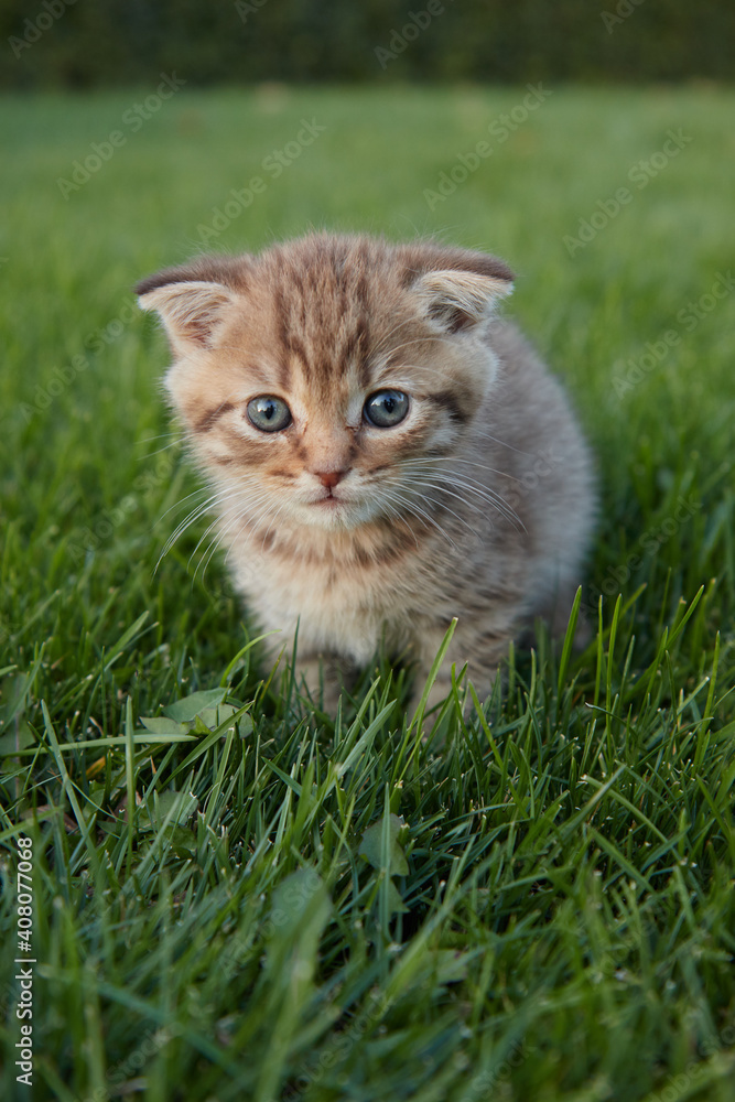 a small red kitten in green grass sits and looks at the camera and plays in the grass blurred foreground and background